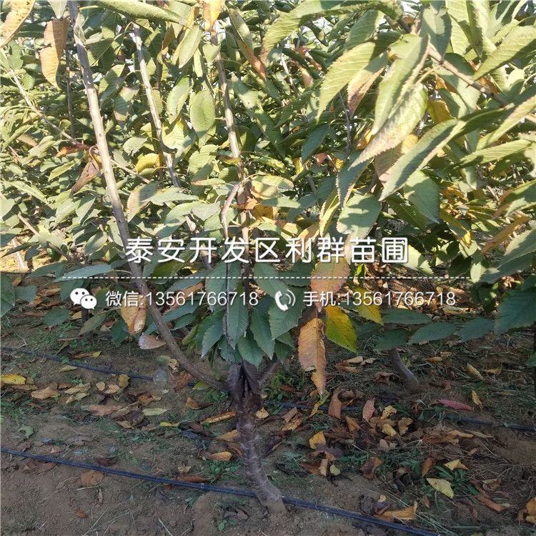 3公分上海青皮无花果树苗多少钱一棵