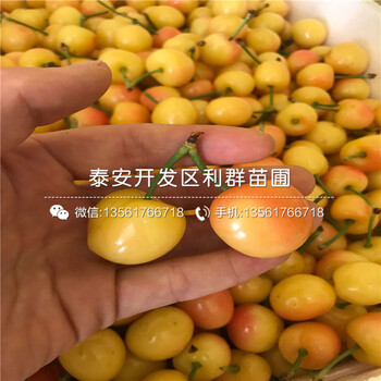 批发油光板栗树苗价格