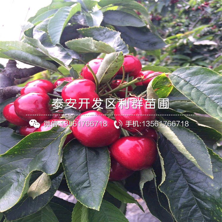 蓝丰蓝莓树苗多少钱一棵、蓝丰蓝莓树苗价格