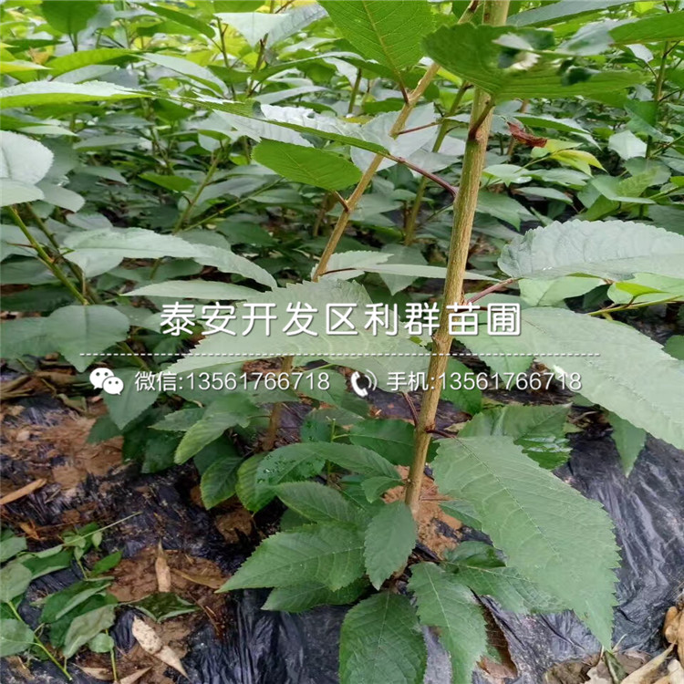 批发泰安无花果苗价格