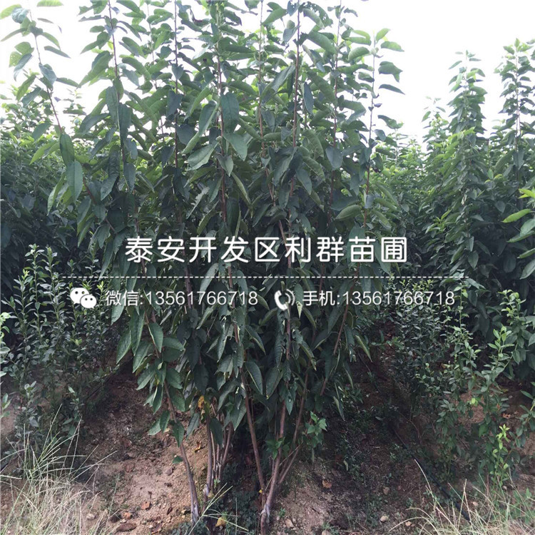 精华蓝莓树苗批发价格、精华蓝莓树苗批发基地