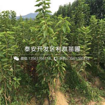 美八苹果苗出售基地