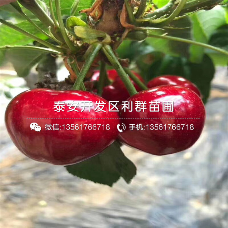 V3蓝莓树苗什么价钱