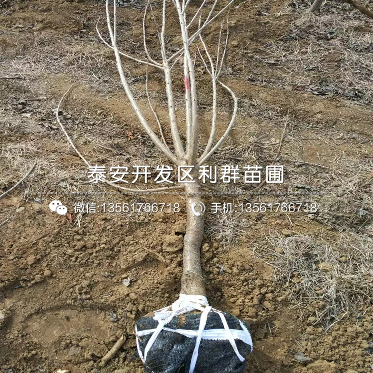 新品种123苹果苗、123苹果苗出售基地