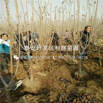 南陆蓝莓苗出售价格、南陆蓝莓苗价格是多少