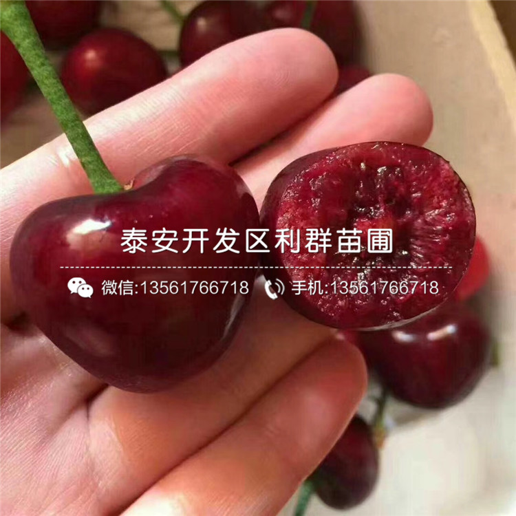 青花椒苗出售价格多少