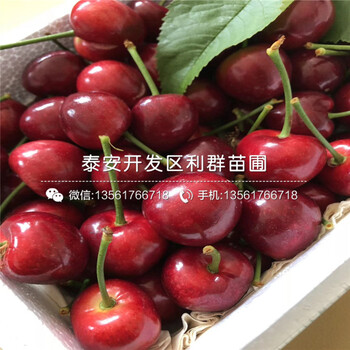 杰兔藍(lán)莓苗、杰兔藍(lán)莓苗哪里便宜