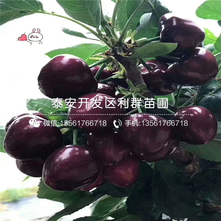 丰产黄无花果苗价格、丰产黄无花果苗批发