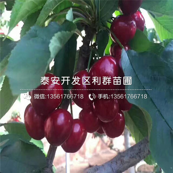 8公分梨樹苗批發(fā)價格、8公分梨樹苗一棵多少錢