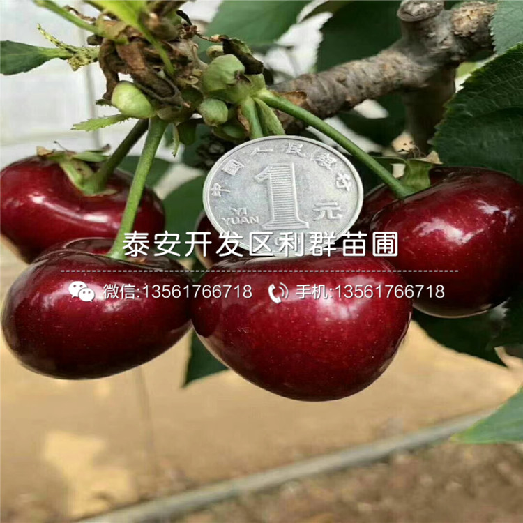 山东泰安花椒树苗价格是多少