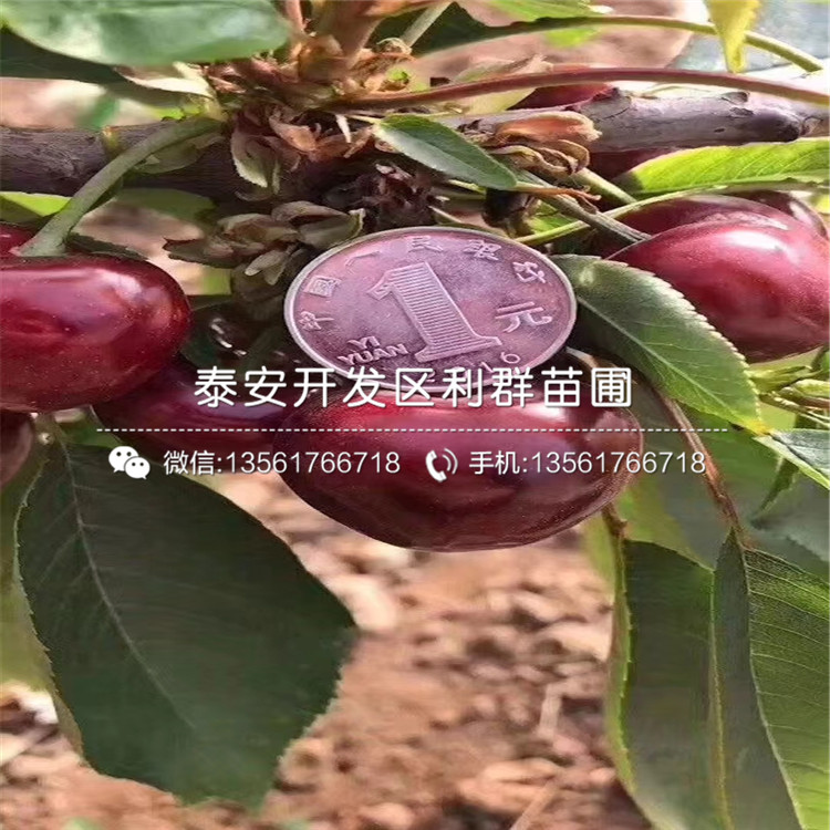 新千年蓝莓苗批发、2019年新千年蓝莓苗出售
