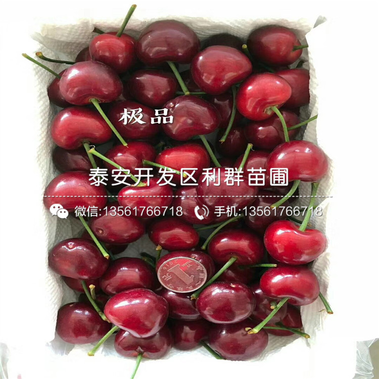 N-B-3蓝莓树苗批发、N-B-3蓝莓树苗价格多少