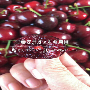 4公分3年生藍(lán)莓苗價(jià)格