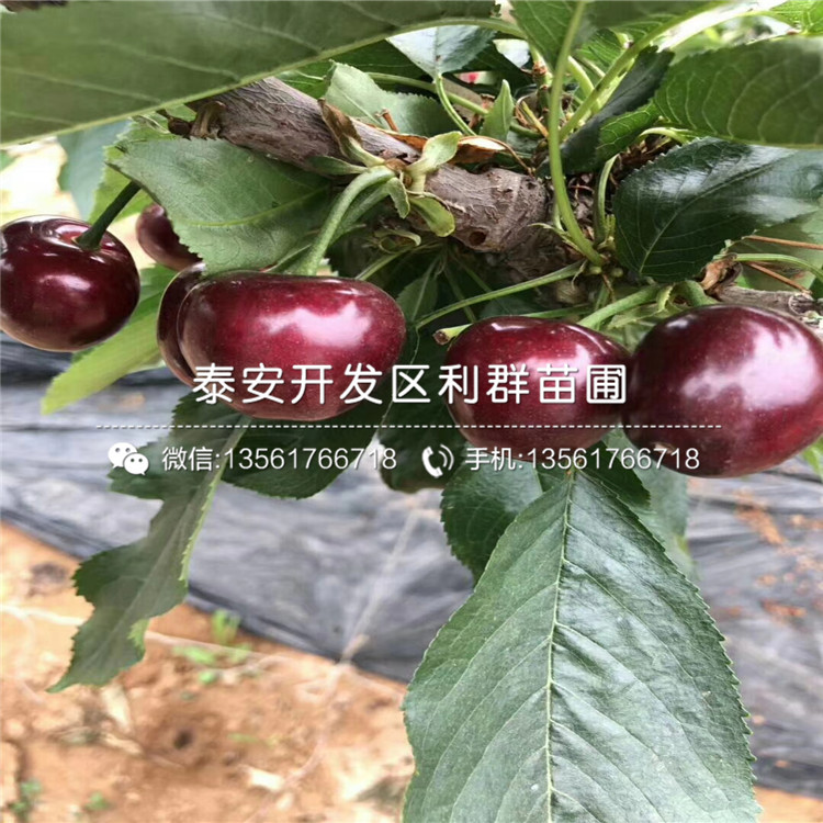 山东2019年蓝莓苗、2019年蓝莓苗出售基地