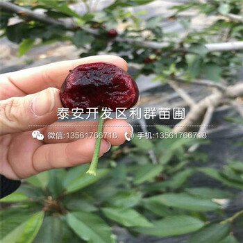 新品种早红嘎啦苹果树苗、早红嘎啦苹果树苗价格