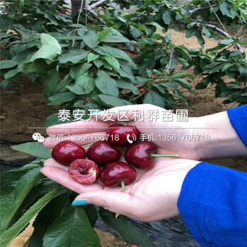 3公分皇冠梨樹苗多少錢一棵