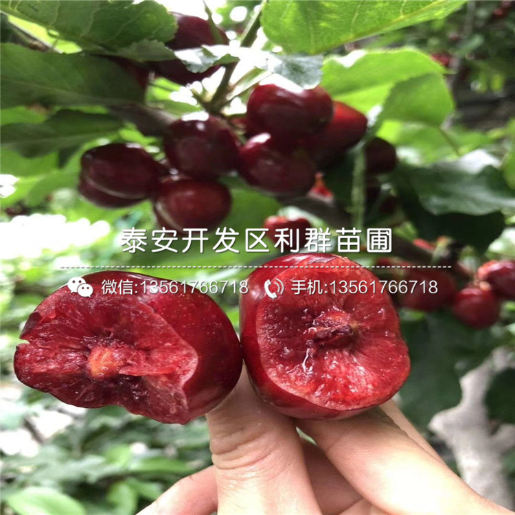 哪里有卖无花果苗