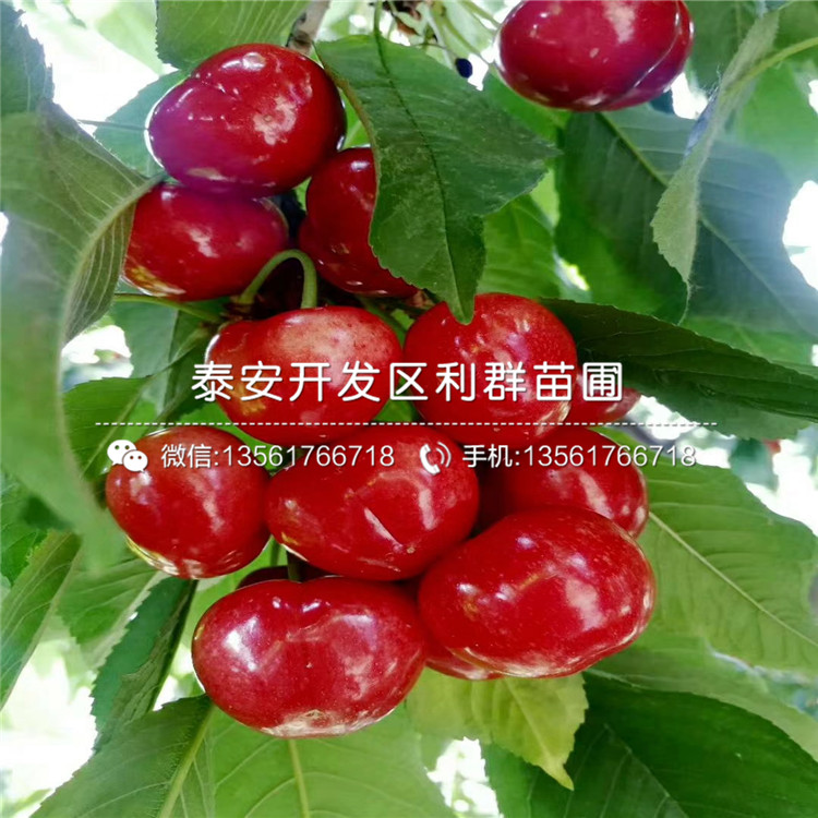 烟富8号苹果苗哪里有卖