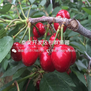 山東紅肉蘋果苗報(bào)價(jià)、山東紅肉蘋果苗多少錢一棵
