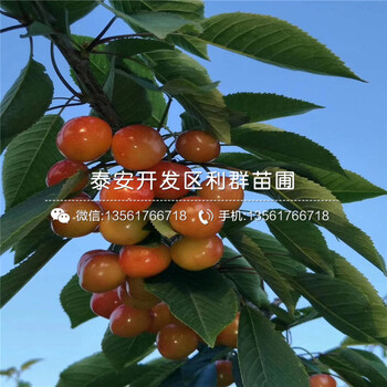 2019年3年蓝莓苗品种、3年蓝莓苗什么价格