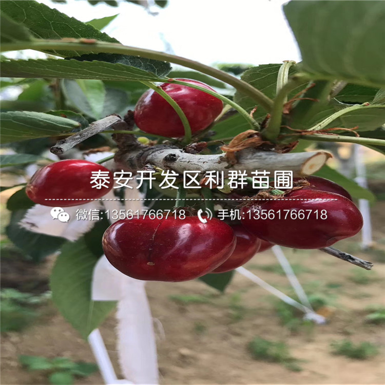 中熟蓝莓树苗报价多少