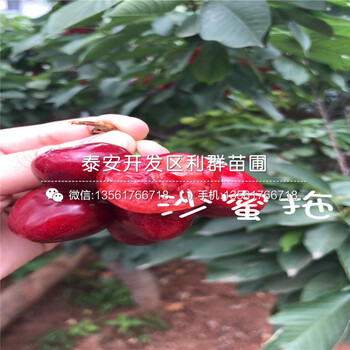 新品種喜水梨樹苗、喜水梨樹苗價格多少