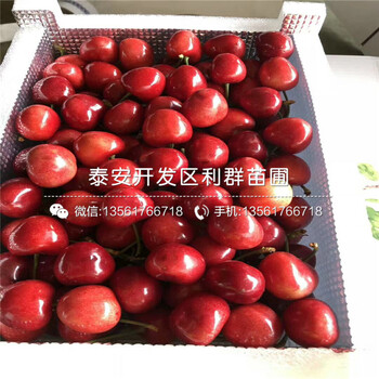 味帝李子樹苗多少錢一棵、2019年味帝李子樹苗多少錢一棵
