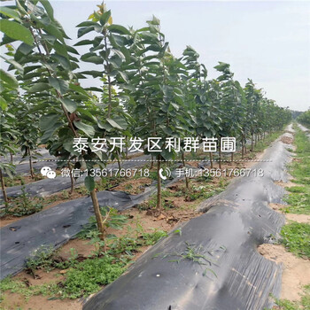 蘋(píng)果樹(shù)苗、蘋(píng)果樹(shù)苗基地
