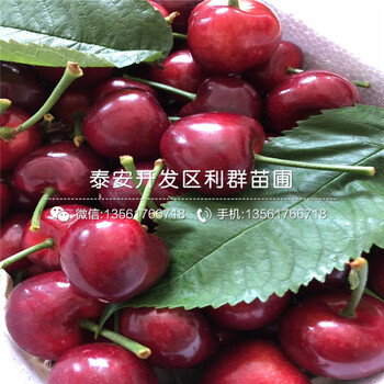 哪里有批發(fā)藍(lán)片藍(lán)莓樹苗