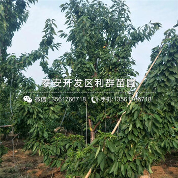 山東晚熟藍(lán)莓苗、晚熟藍(lán)莓苗批發(fā)基地