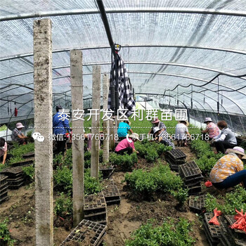 山東杜梨樹苗、杜梨樹苗價格