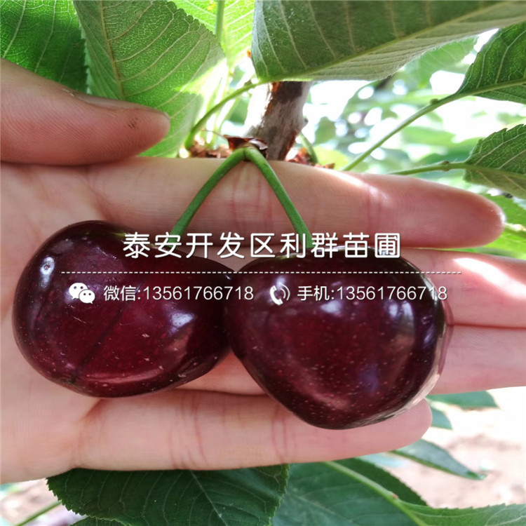 圆黄梨树苗价格行情