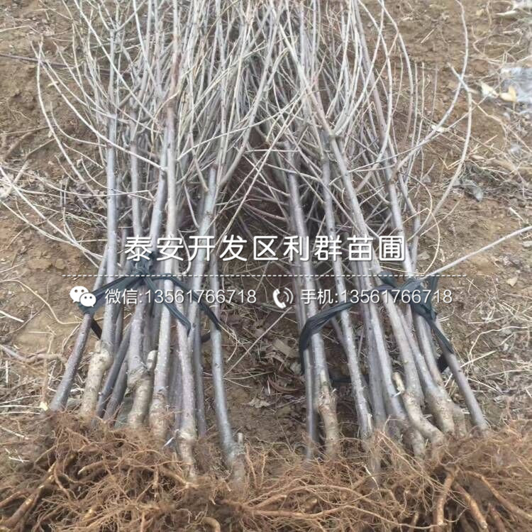 山东无花果树苗基地