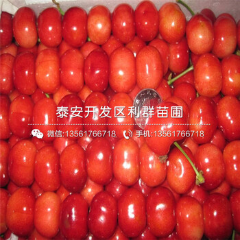 出售香水梨樹(shù)苗多少錢(qián)一棵