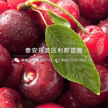 山東煙富三號蘋果樹苗多少錢一棵