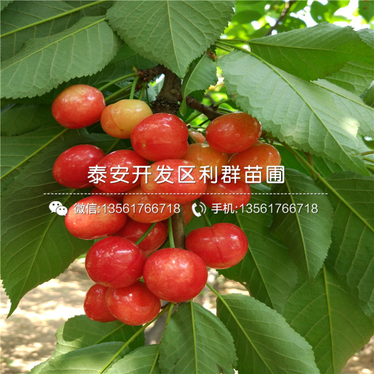 矮化红油香椿树苗多少钱一棵、矮化红油香椿树苗批发