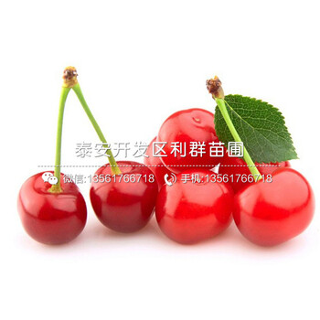 2019年五月脆李子樹(shù)苗、五月脆李子樹(shù)苗批發(fā)價(jià)格