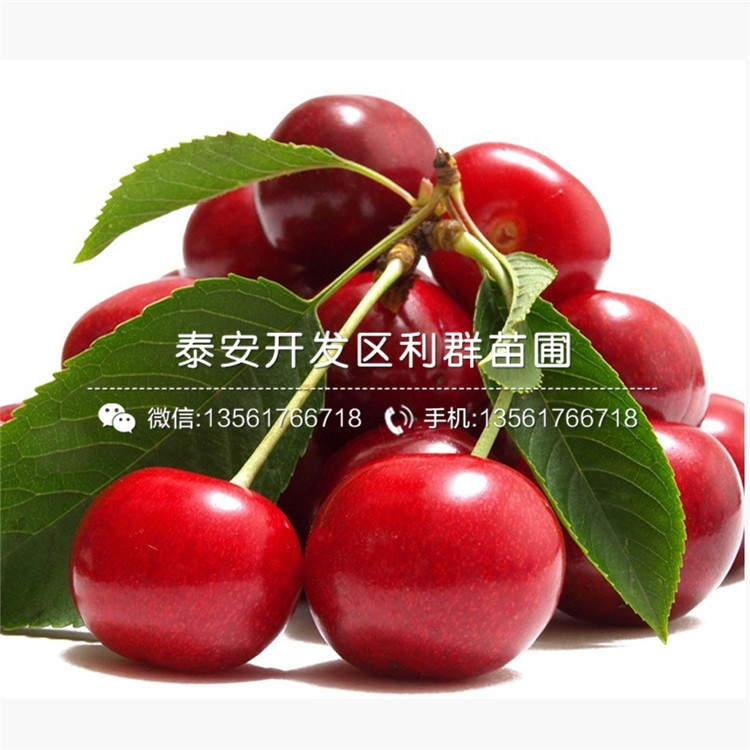 一棵七月天仙蘋(píng)果樹(shù)苗、一棵七月天仙蘋(píng)果樹(shù)苗多少錢(qián)