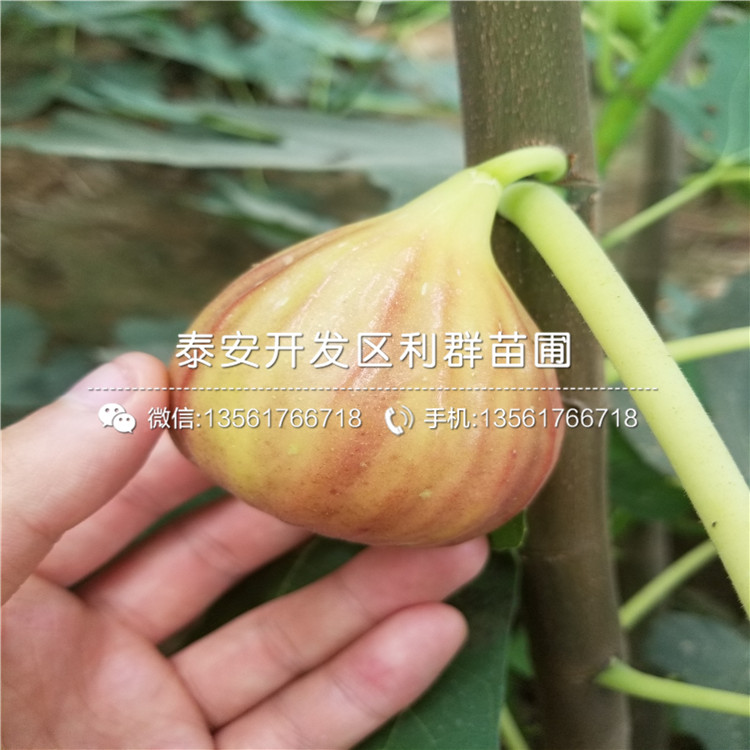 2019年果王无花果树苗价格、果王无花果树苗批发