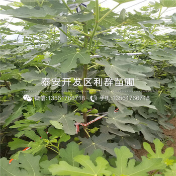 山东7公分苹果树苗品种