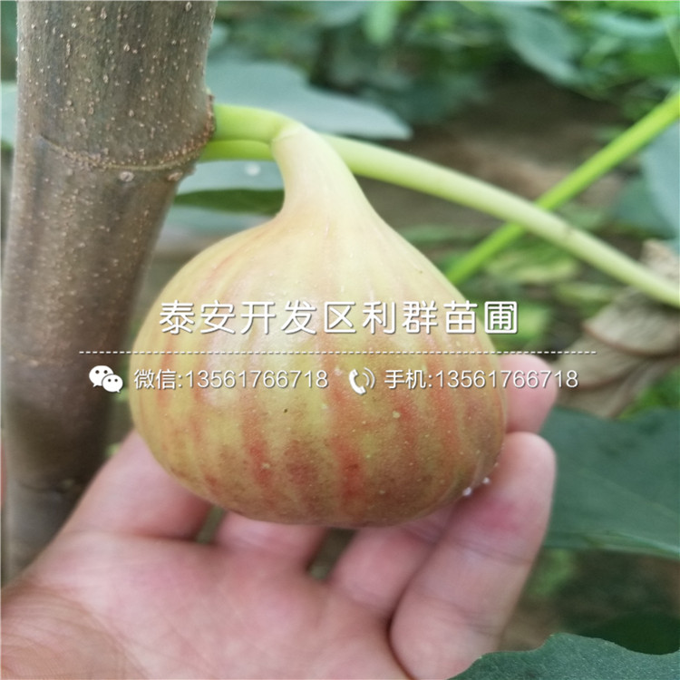 北卫蓝莓苗2019年价格