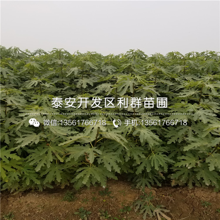 新世纪梨树苗价钱多少