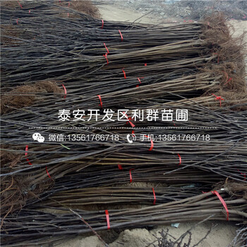 華麗無花果苗基地、華麗無花果苗批發(fā)價格