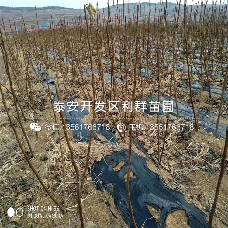 华丽无花果苗基地、华丽无花果苗批发价格