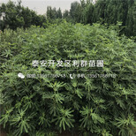 烟富8号苹果苗哪里有卖图片3