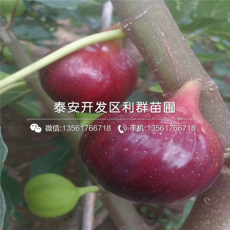 新品种脆红李子树苗