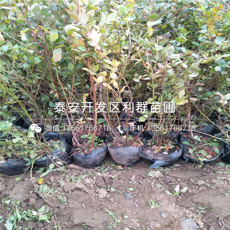 梨樹苗批發(fā)、梨樹苗出售價(jià)格