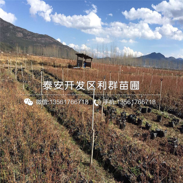 山东2019年蓝莓苗、2019年蓝莓苗出售基地