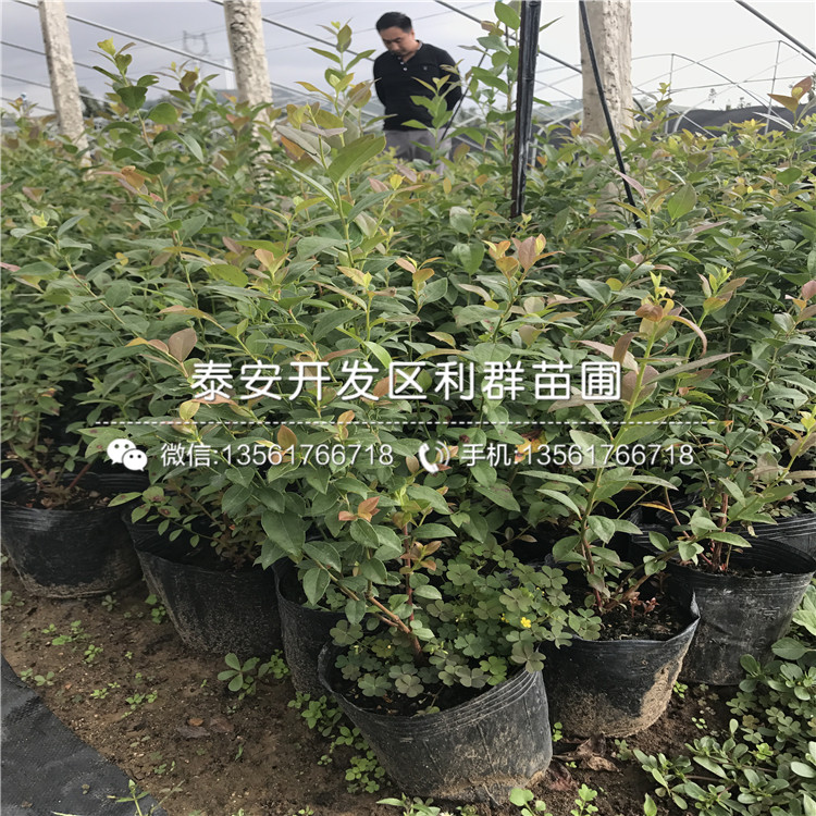 2019年珠宝蓝莓苗、珠宝蓝莓苗多少钱一棵