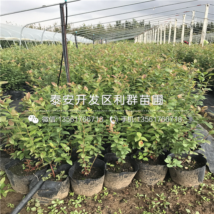 4公分新品種蘋(píng)果樹(shù)苗多少錢(qián)一棵